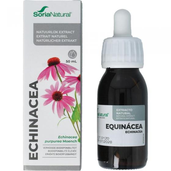 Echinacea purpurea XXI