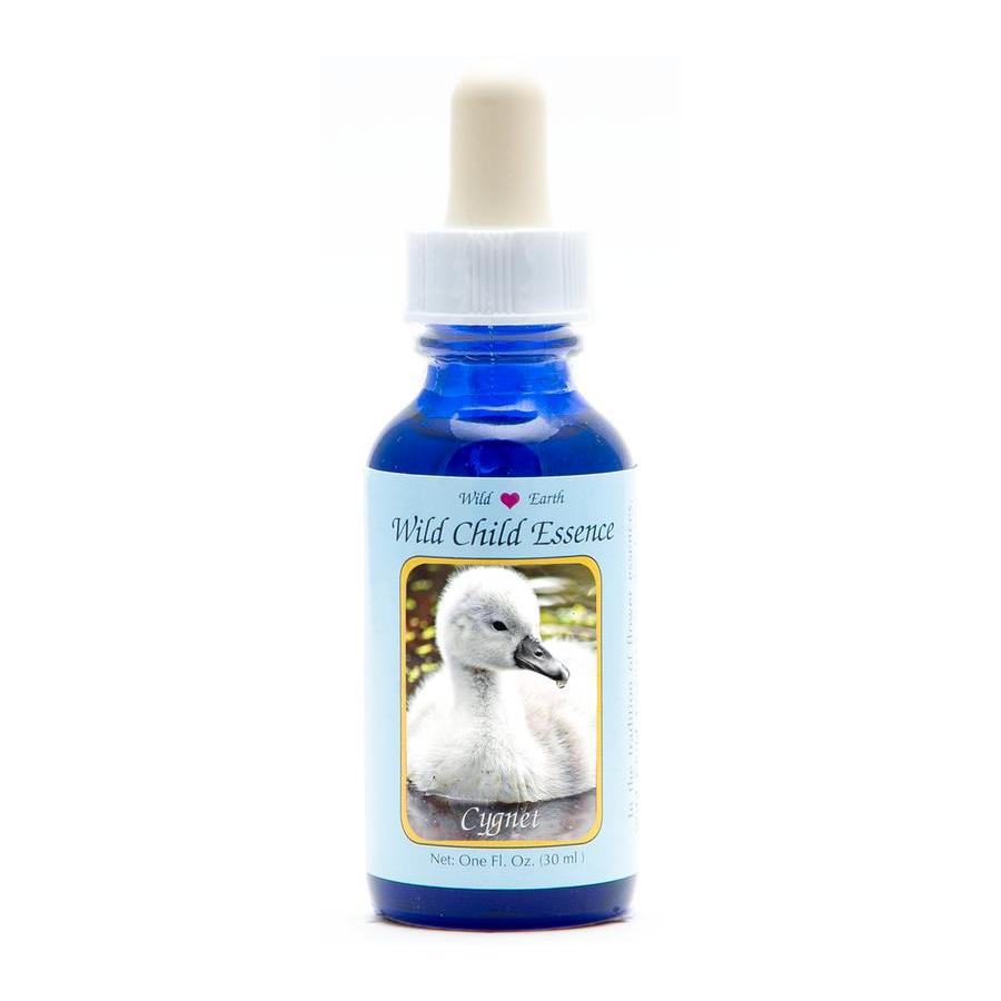 Cygnet (zwaan kuiken)