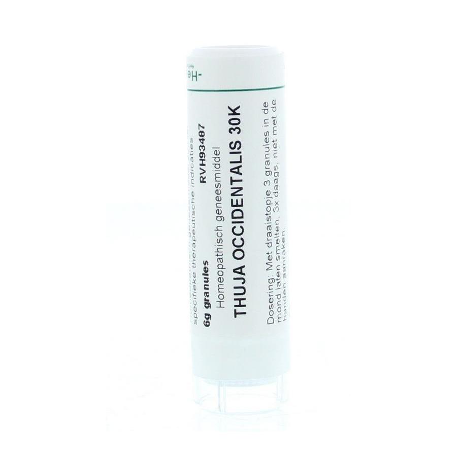 Thuja occidentalis 30K