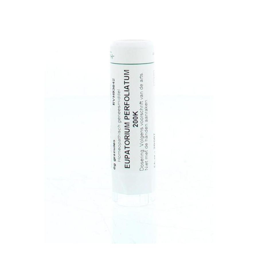 Eupatorium perfoliatum 200K