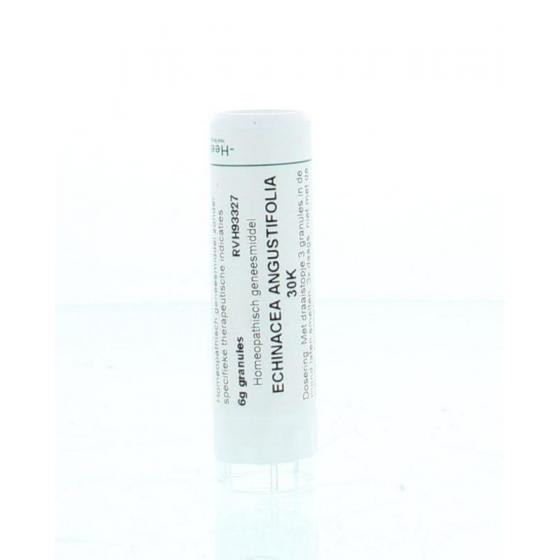 Echinacea angustifolia 30K