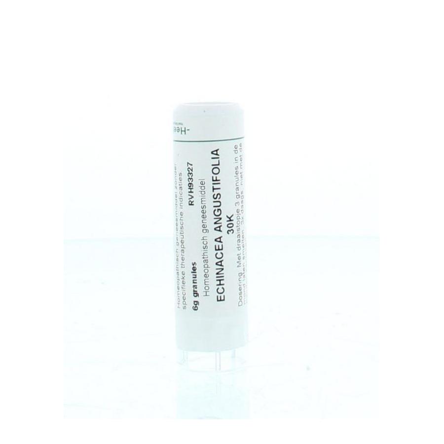 Echinacea angustifolia 30K