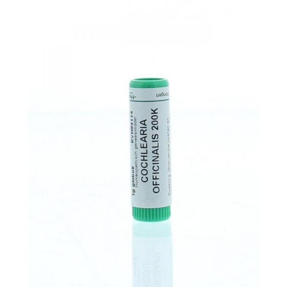 Cochlearia officinalis 200K