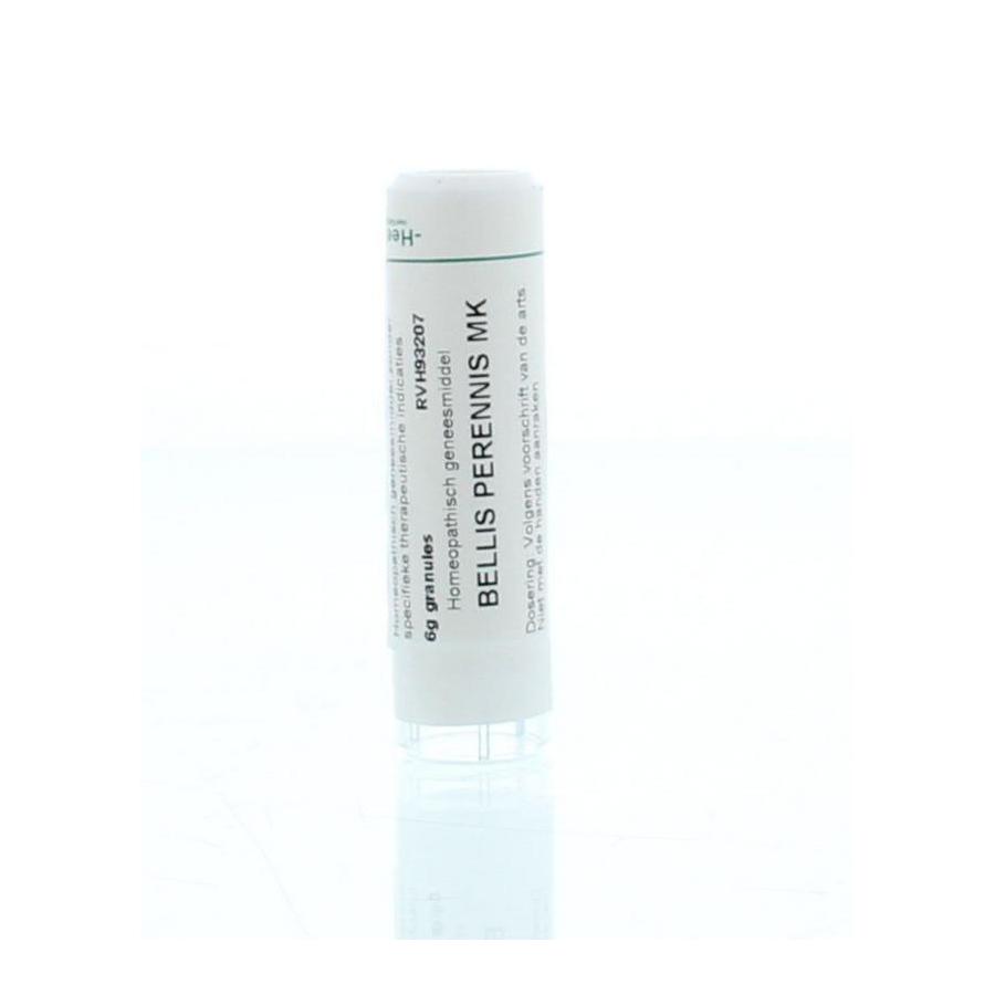 Bellis perennis MK