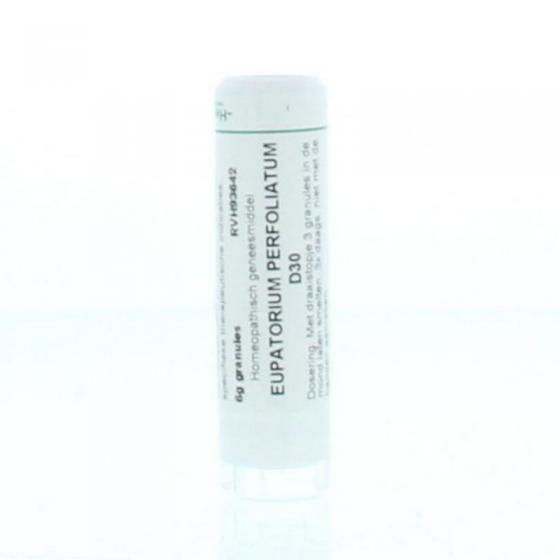 Eupatorium perfoliatum D30