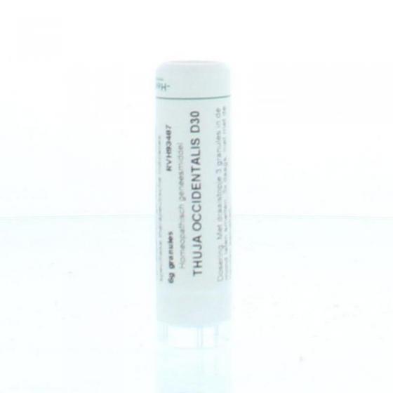 Thuja occidentalis D30