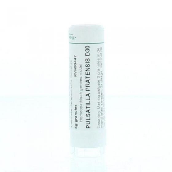 Pulsatilla pratensis D30