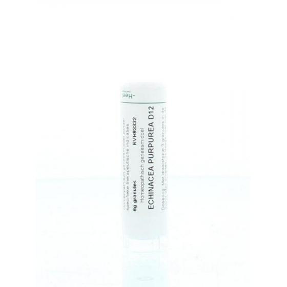 Echinacea purpurea D12