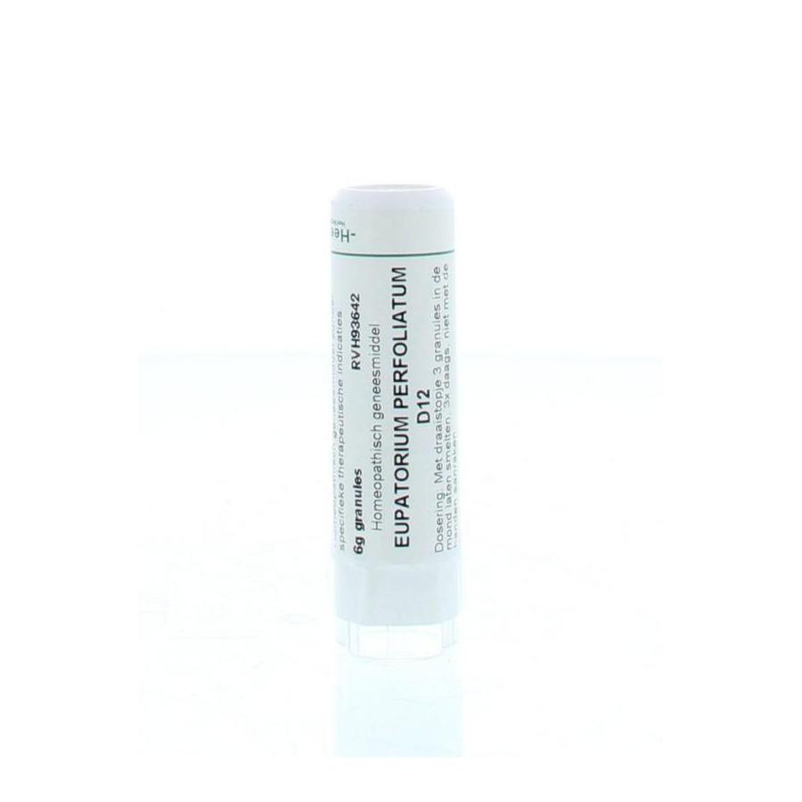 Eupatorium perfoliatum D12