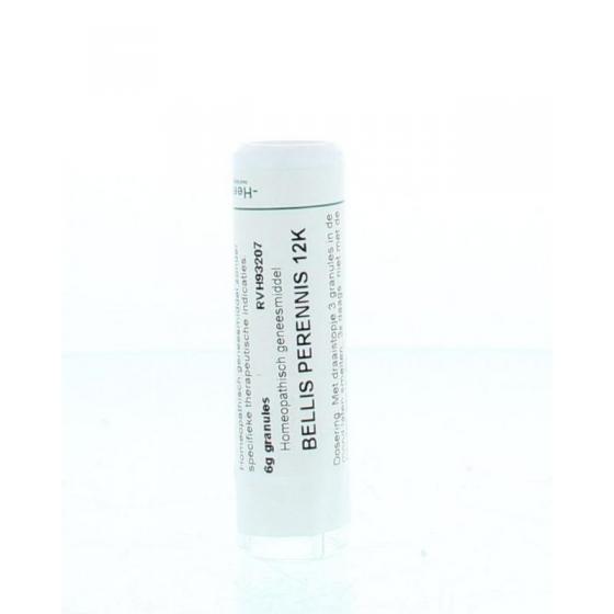 Bellis perennis 12K