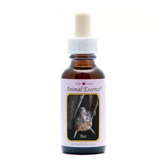 Bat (vleermuis)