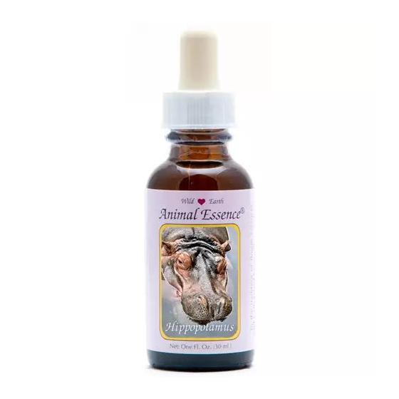 Hippopotamus (nijlpaard)