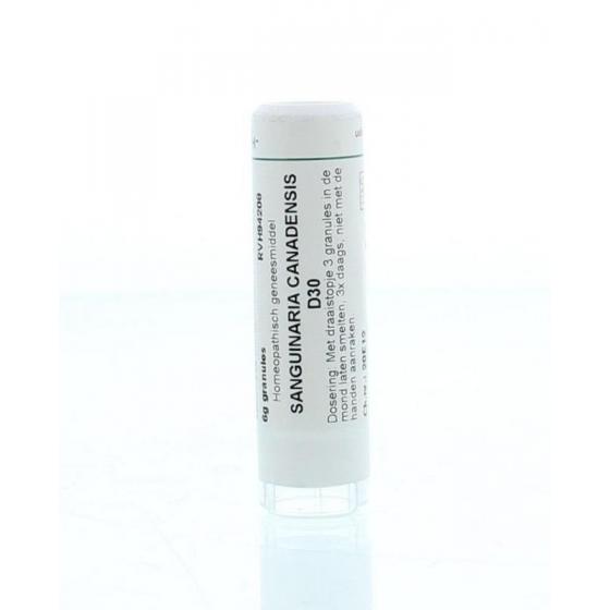 Sanguinaria canadensis D30