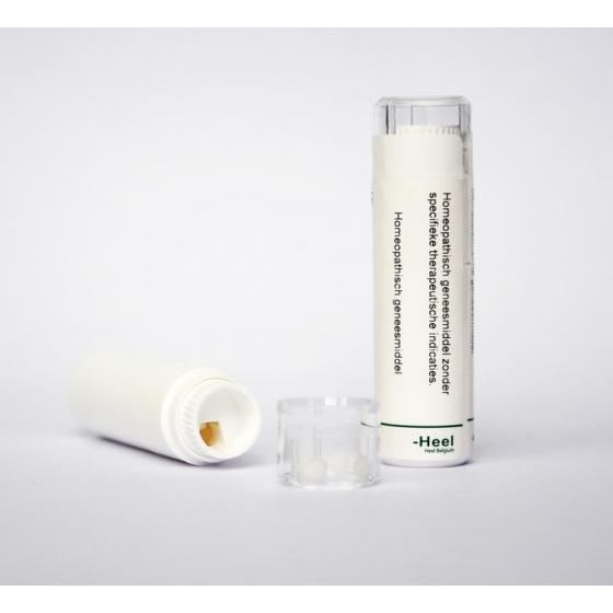 Juglans regia 10MK