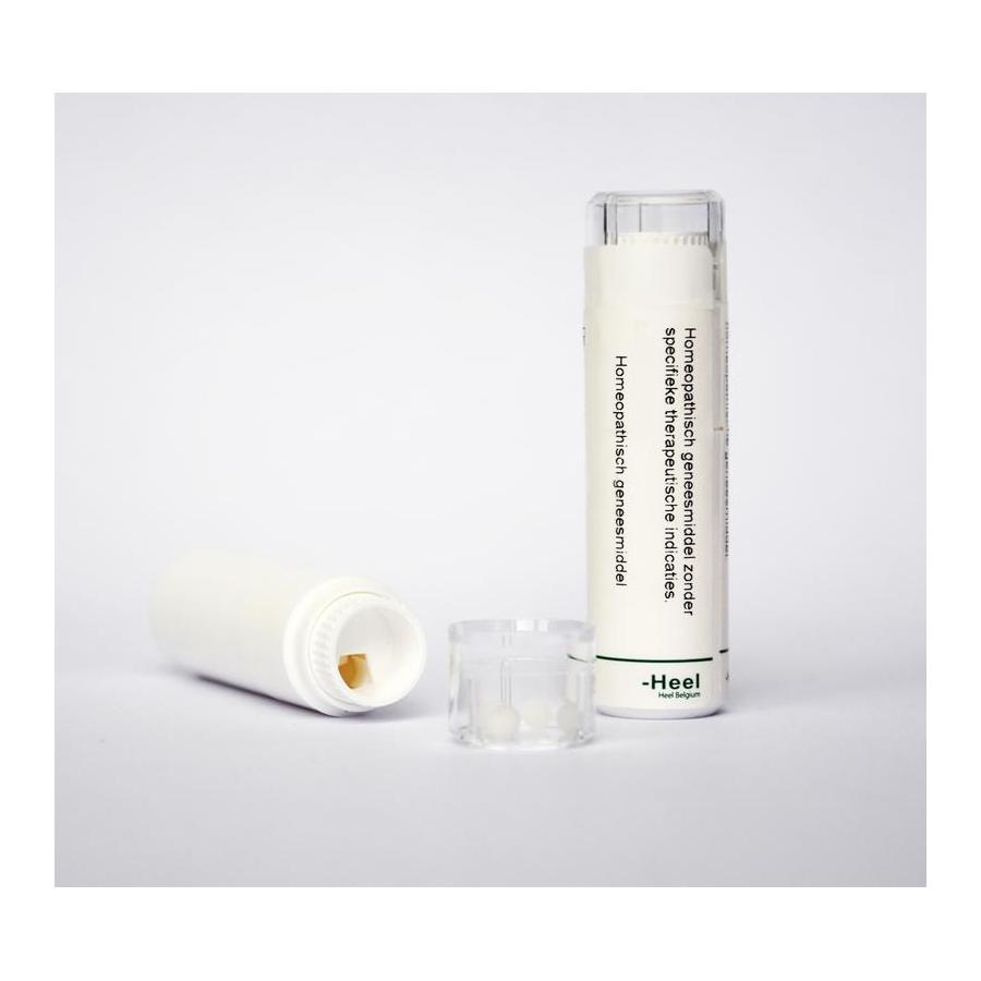 Juglans regia 10MK