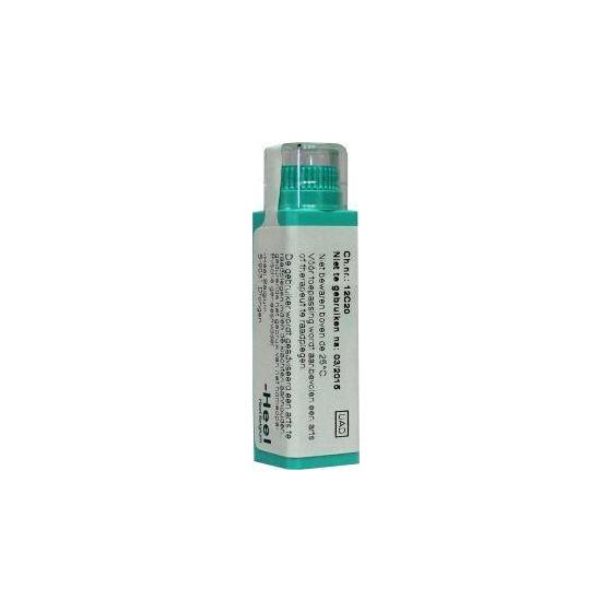 Juglans regia 10MK