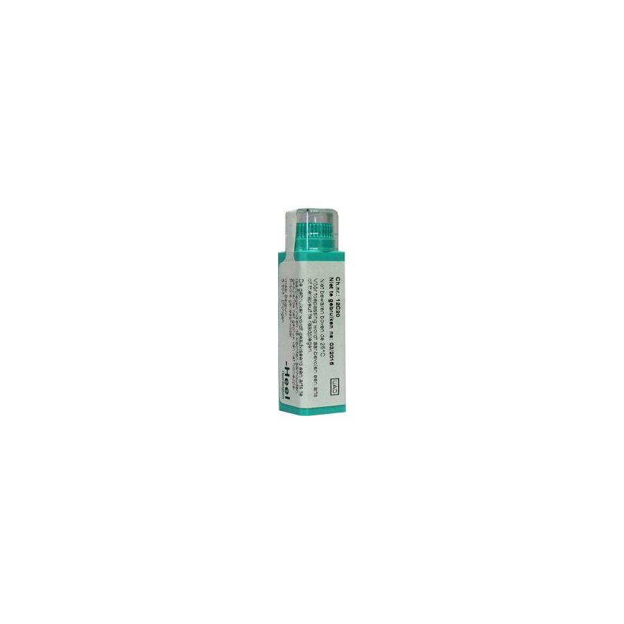 Juglans regia 10MK