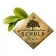Schulp
